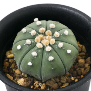 iAjT{e@AXgtBc@ڗiJugj@2D5`3i1j