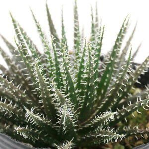 iAjAG@nI`ICfX@2D5i1|bgj