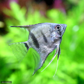 （熱帯魚）シルバーダイヤモンド・エンゼルフィッシュ（国産ブリード）（1匹）　北海道・九州航空便要保温