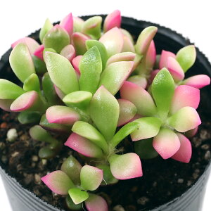 iAjAiJvZX@iӂԂj@2i1|bgj