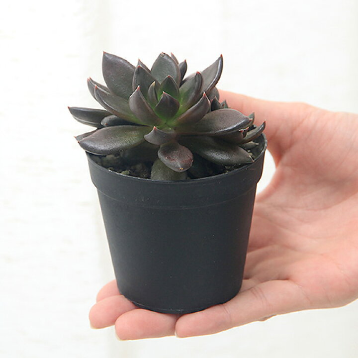 楽天市場 観葉植物 エケベリア ブラックプリンス くろすけ ２ ５号 １鉢 北海道冬季発送不可 Charm 楽天市場店