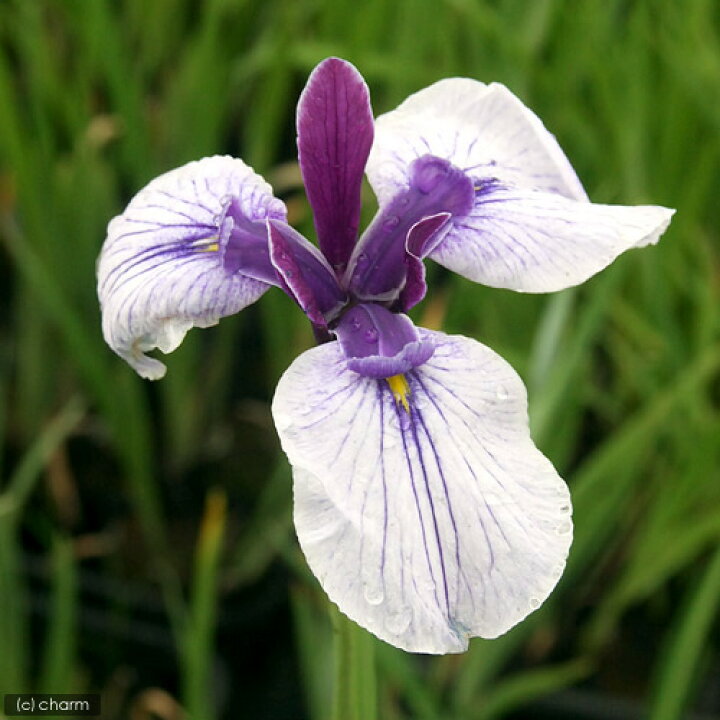 楽天市場 ビオトープ 水辺植物 花菖蒲 出羽の里 デワノサト １ポット 長井系白地紫筋三英花 Hls Du Charm 楽天市場店