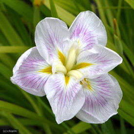 （ビオトープ）水辺植物　花菖蒲　五月晴（サツキバレ）江戸系白地弁元薄紅六英（1ポット）（休眠株）【HLS_DU】