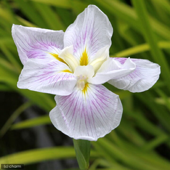 255円 完全送料無料 ビオトープ 水辺植物 花菖蒲 ピンクフロスト 薄桃色六英花