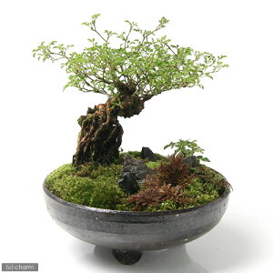 AEgbgi@vqā@t۔@Y@󂠂@֓