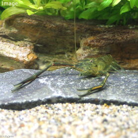 楽天市場 テナガエビ 飼育 混泳の通販