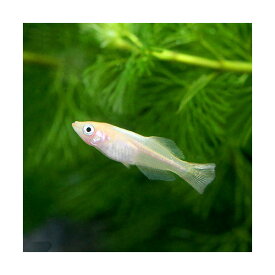 楽天市場 ピンク メダカ 観賞魚 熱帯魚 アクアリウム ペット ペットグッズの通販
