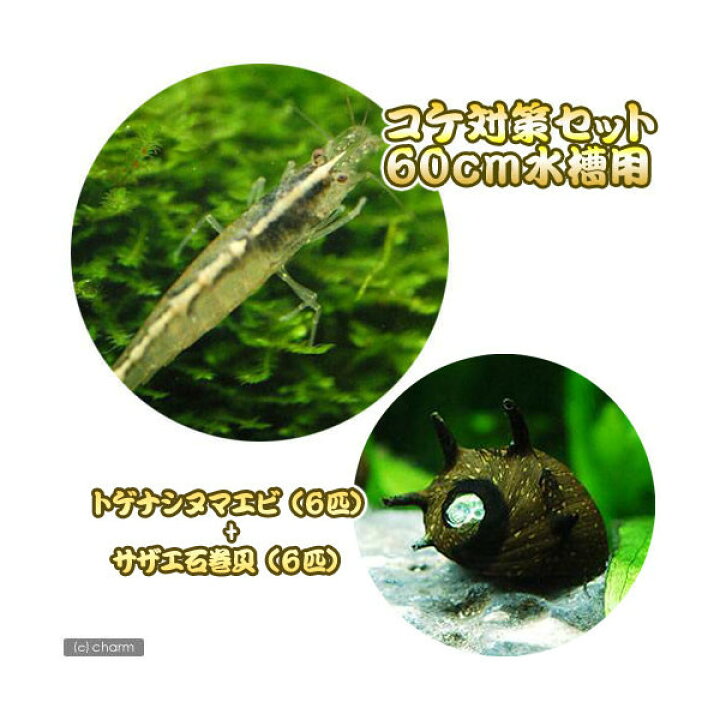 66 以上節約 エビ 貝 コケ対策セット アオミドロ対策用 ヤマトヌマエビ ミナミヌマエビ プロホースエクストラ ｓ 本州四国限定 Discoversvg Com