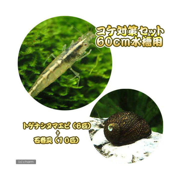 楽天市場 エビ 貝 コケ対策セット ６０ｃｍ水槽用 トゲナシヌマエビ ６匹 石巻貝 １０匹 北海道 九州航空便要保温 Charm 楽天市場店