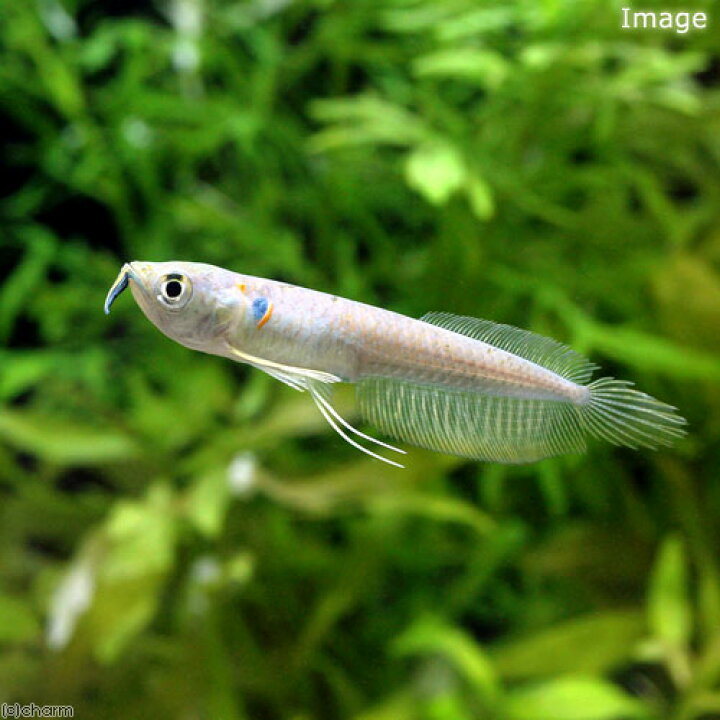 楽天市場 熱帯魚 シルバーアロワナ ｓサイズ ワイルド １匹 北海道航空便要保温 Charm 楽天市場店