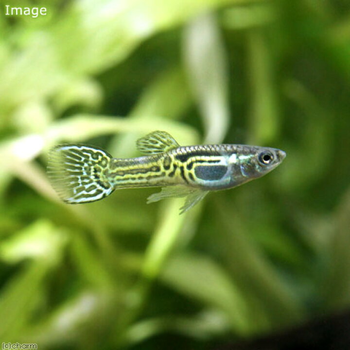 大人気 熱帯魚 ゴールデンキングコブラ グッピー オス 外国産 ３匹 北海道航空便要保温 Shipsctc Org