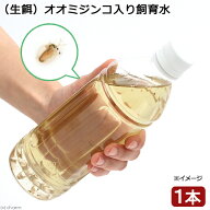 【9／5限定】当選確率2分の1！1等最大100％　（生餌）死着保証なし　オオミジンコ入り飼育水（500ml）1本…