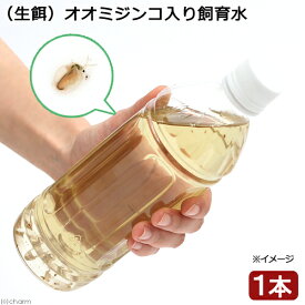 （生餌）オオミジンコ入り飼育水（500ml）　活餌　北海道・九州航空便要保温