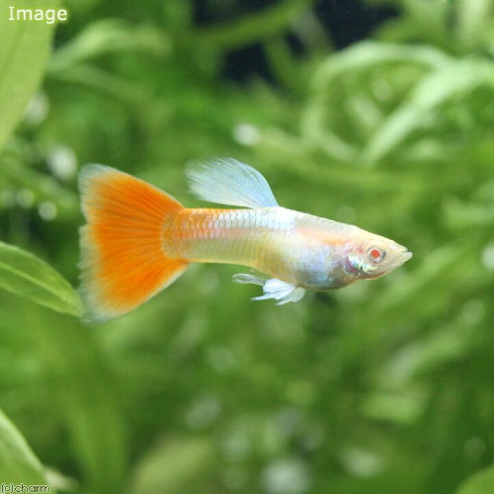 熱販売 熱帯魚 ラズリーブルーグラスグッピー 国産グッピー １ペア 北海道航空便要保温 Shipsctc Org