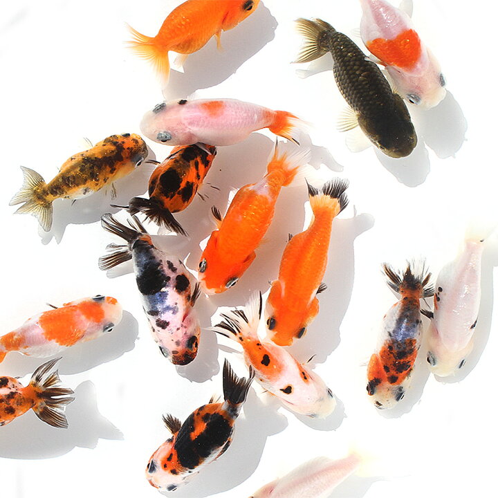 楽天市場】（金魚）らんちゅう型ミックス（外国産）（1匹） : charm 