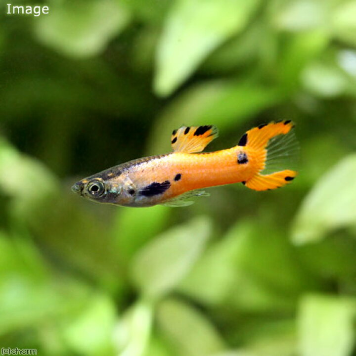 楽天市場 熱帯魚 エンドラーズ グッピー ピンクスカーレット オス 外国産 １匹 北海道航空便要保温 Charm 楽天市場店