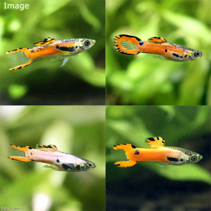 楽天市場 熱帯魚 エンドラーズ グッピー ピンクスカーレット オス 外国産 1匹 北海道航空便要保温 Charm 楽天市場店 楽天市場 熱帯魚 エンドラーズ グッピー ピンクスカーレット オス 外国産 1匹 北海道航空便要保温 Charm 楽天市場店