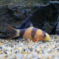 楽天市場】クラウンローチ（観賞魚｜熱帯魚・アクアリウム）：ペット 
