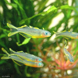楽天市場 チャーム 熱帯魚 ポポの通販 楽天市場 チャーム 熱帯魚 ポポの通販