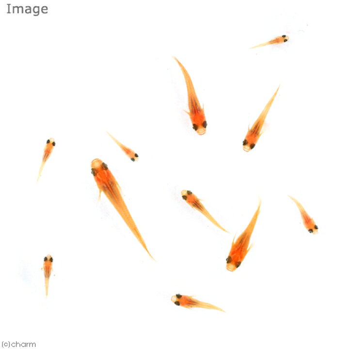 楽天市場 めだか 無選別 紅帝メダカ 稚魚 ５匹 Charm 楽天市場店