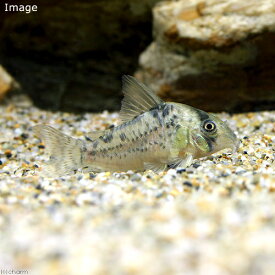 楽天市場 コリドラス Charm パンクの通販 楽天市場 コリドラス Charm パンクの通販