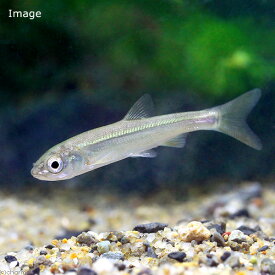 楽天市場 川魚 ハヤ 稚魚の通販 楽天市場 川魚 ハヤ 稚魚の通販