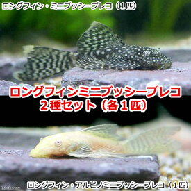 （熱帯魚）ロングフィン・ミニブッシープレコ2種セット（各種1匹）　北海道・九州航空便要保温
