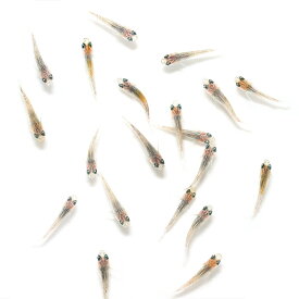 （めだか）無選別　三色ラメメダカ　稚魚（10匹）