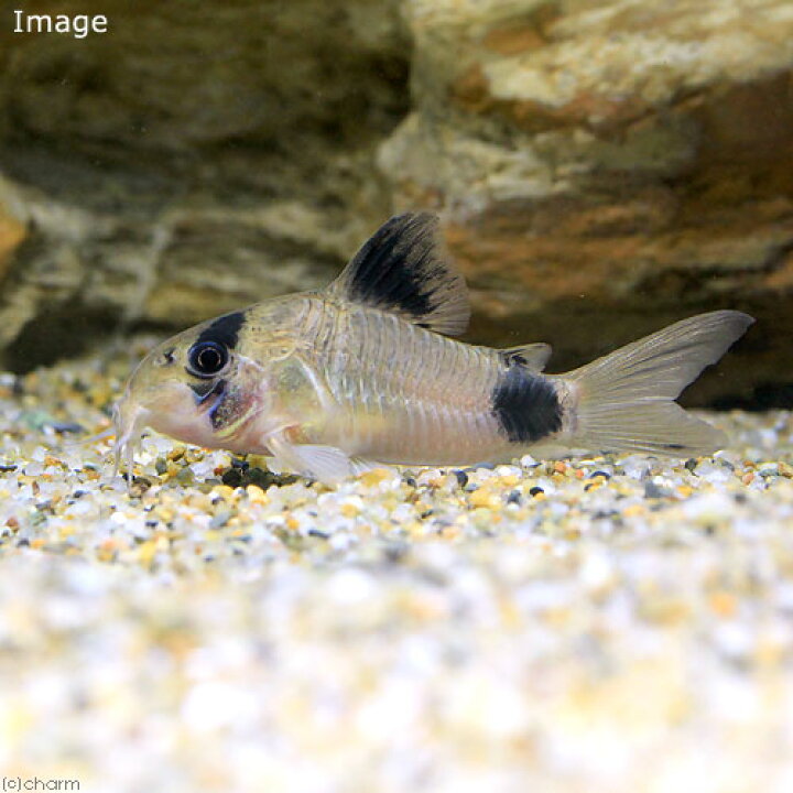 楽天市場 熱帯魚 コリドラス パンダ ワイルド 3匹 北海道 九州 沖縄航空便要保温 Charm 楽天市場店 楽天市場 熱帯魚 コリドラス パンダ ワイルド 3匹 北海道 九州 沖縄航空便要保温 Charm 楽天市場店