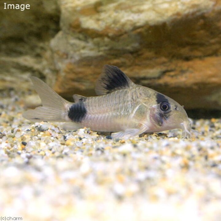 楽天市場 熱帯魚 コリドラス パンダ ワイルド ３匹 北海道 九州 沖縄航空便要保温 Charm 楽天市場店