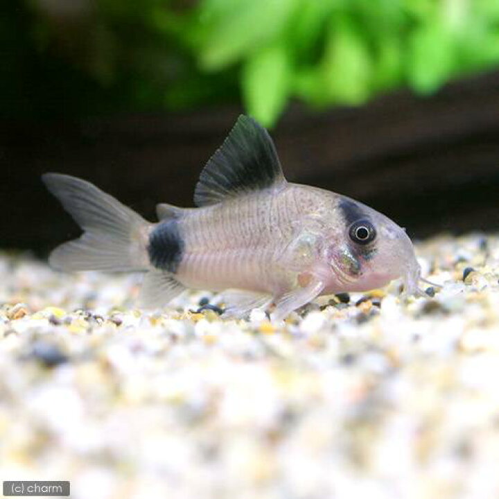 楽天市場 熱帯魚 コリドラス パンダ ワイルド ３匹 北海道 九州 沖縄航空便要保温 Charm 楽天市場店