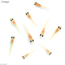 楽天市場】めだか 稚魚 5匹の通販