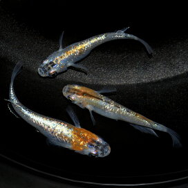 楽天市場 金魚 メダカ 錦鯉 日淡 金魚 メダカ 錦鯉 日淡 メダカ 体色で選ぶ 黄系 Charm 楽天市場店 楽天市場 金魚 メダカ 錦鯉 日淡 金魚 メダカ 錦鯉 日淡 メダカ 体色で選ぶ 黄系 Charm 楽天市場店
