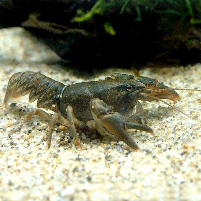 元のアメリカ ザリガニ ニホン ザリガニ 最高の花の画像