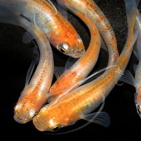 （めだか）烏城三色メダカ（3匹）