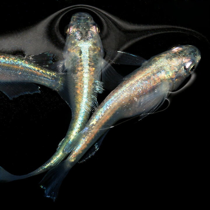 楽天市場 めだか 松井ヒレ長緑光幹之メダカ ３匹 Charm 楽天市場店