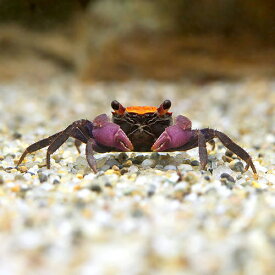 楽天市場 バンパイア クラブの通販