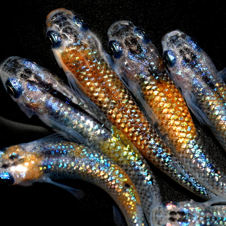 楽天市場 めだか 夜桜三色メダカ １匹 Charm 楽天市場店