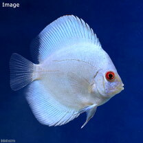楽天市場】ディスカス ペア（熱帯魚・アクアリウム｜ペット・ペット 