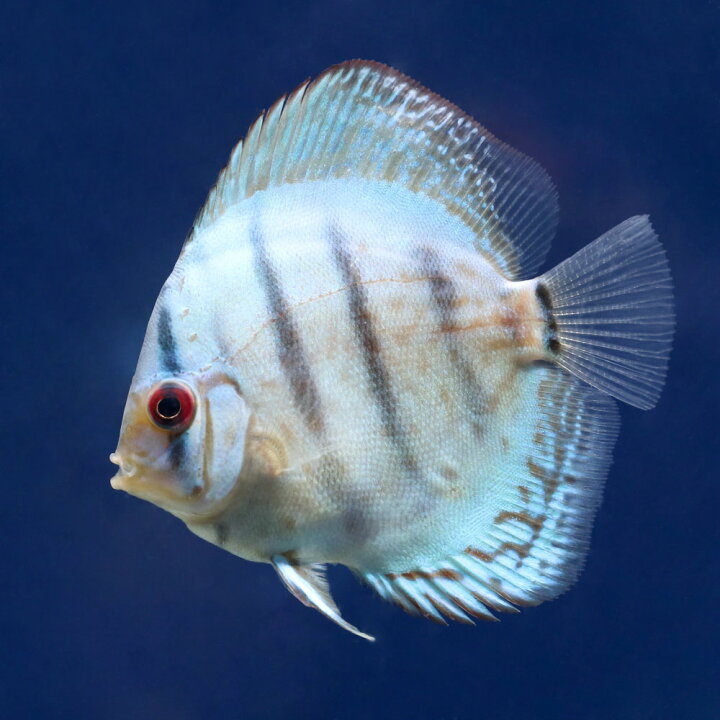 楽天市場】（熱帯魚）ブリリアントターコイズ・ディスカス（Sサイズ 