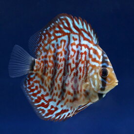 楽天市場 熱帯魚 チャーム ディスカスの通販 楽天市場 熱帯魚 チャーム ディスカスの通販