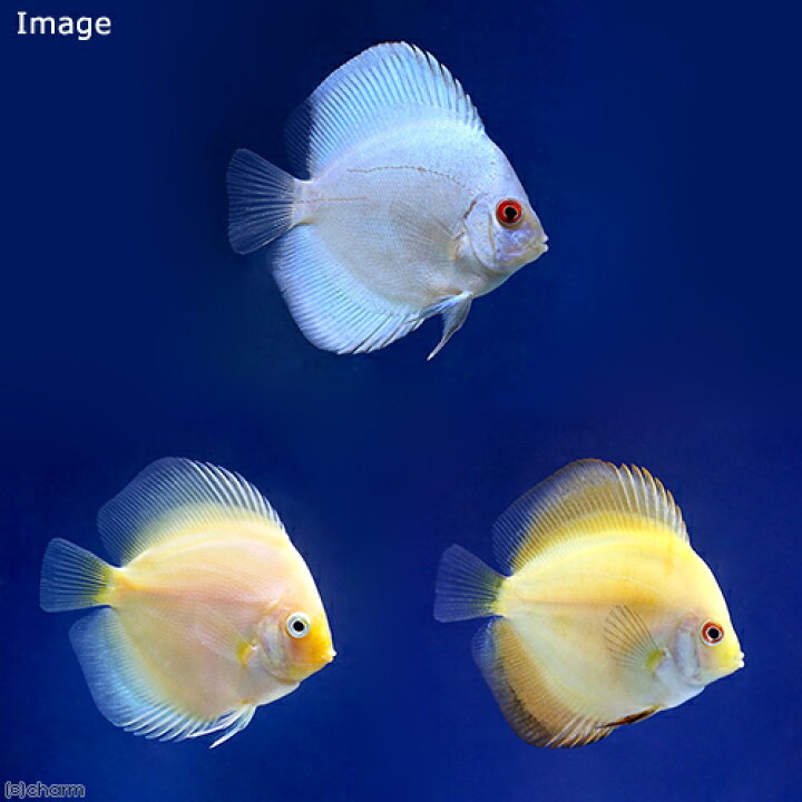 楽天市場 熱帯魚 ディスカス３種ａセット ｓサイズ 各１匹 北海道 九州航空便要保温 沖縄別途送料 Charm 楽天市場店