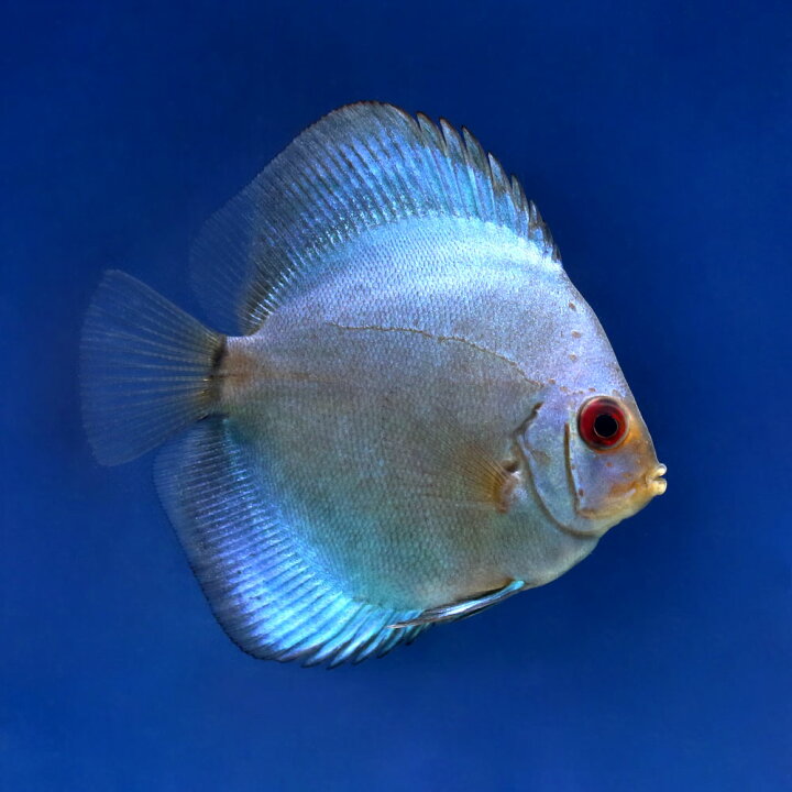 楽天市場 熱帯魚 ブルーダイヤモンド ディスカス ｓサイズ ３匹 北海道 九州航空便要保温 沖縄別途送料 Charm 楽天市場店