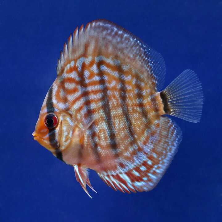 楽天市場】（熱帯魚）ジャーマンレッドターコイズ・ディスカス（S 