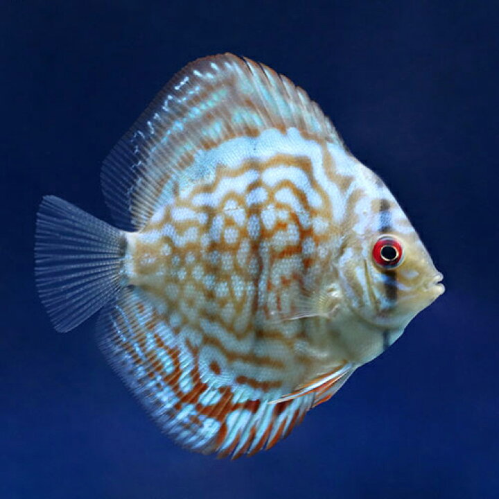 楽天市場】（熱帯魚）ブリリアントターコイズ・ディスカス（Sサイズ 