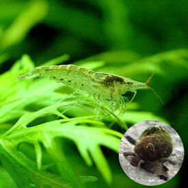 楽天市場 タニシ の 餌 エビ ザリガニ 熱帯魚 アクアリウム ペット ペットグッズの通販