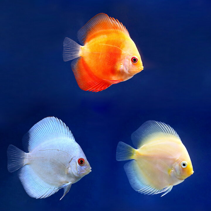 熱帯魚3種