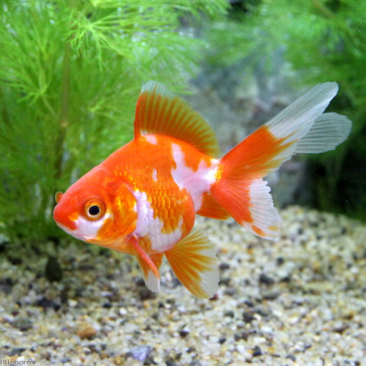 楽天市場】（国産金魚）更紗琉金（5匹） : charm 楽天市場店
