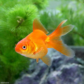 楽天市場 可愛い 種 観賞魚 金魚 熱帯魚 アクアリウム ペット ペットグッズ の通販