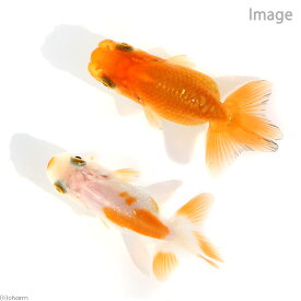 （国産金魚）協会系らんちゅう　4～7cm（5匹）